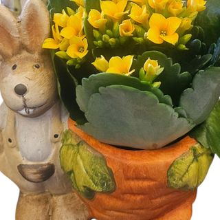 Kalanchoe w donicy zajac