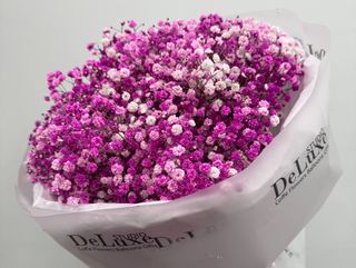 Bukiet z różowej gipsofili