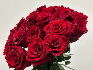 Czerwona róża 60 cm