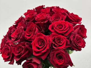 Czerwona róża 25 szt 60 cm