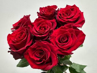 Czerwona róża 7szt 60 cm