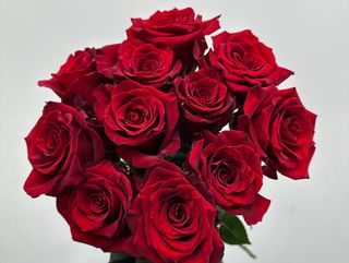 Czerwona róża 11szt 60 cm