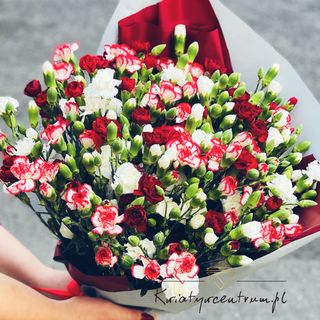 Bukiet kolorowych Goździków 51 szt kolory dnia 