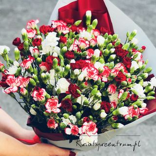 Bukiet kolorowych Goździków 25 szt kolory dnia 