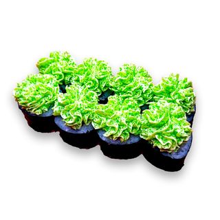 Hosomak Lux z tuńczykiem 8szt