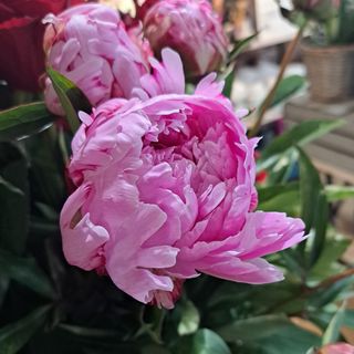 Peonia