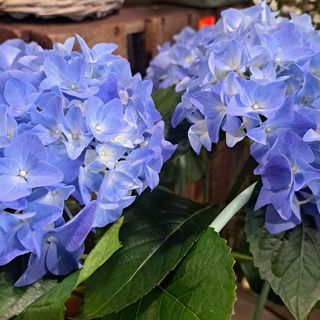 Hortensja w doniczce