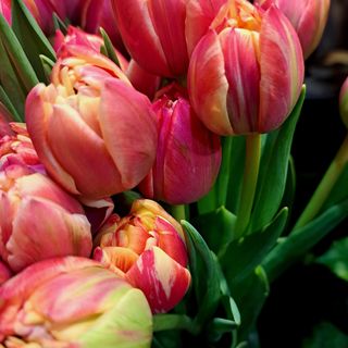 9 tulipanów różnkolorowych