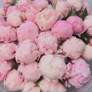 Piwonii różowe 7 szt.