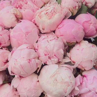 Piwonii różowe 5 szt.