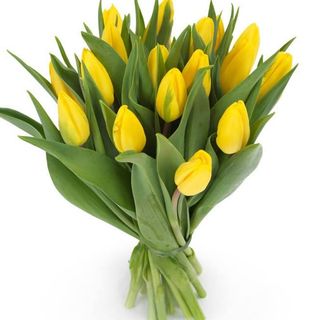 20 Żółtych Tulipanów