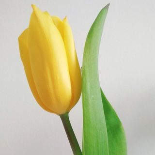 1 żółty tulipan- dodaj dowolną ilość