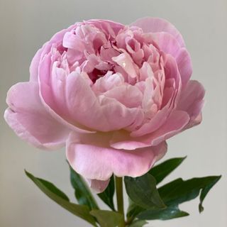 Peonia