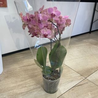 09-1 Storczyk Phalenopsis