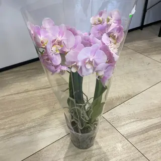 06-1 Storczyk Phalenopsis