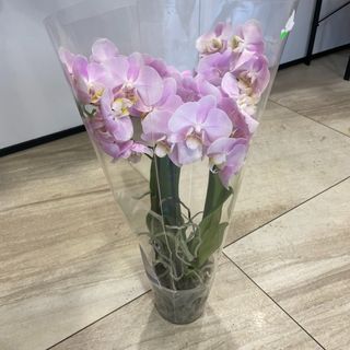 06-1 Storczyk Phalenopsis