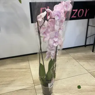 05-1 Storczyk Phalenopsis
