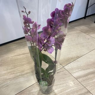 07-1 Storczyk Phalenopsis