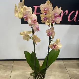 03-1Storczyk Phalenopsis