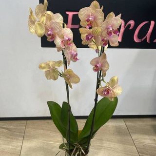 03-1Storczyk Phalenopsis