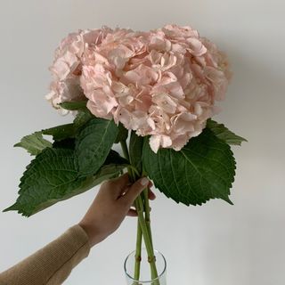 Hortensja  różowa 1 szt