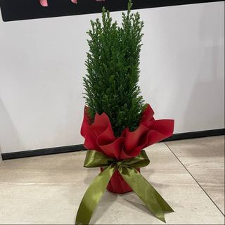 Chamaecyparis lawsoniana - choinka ~ 40cm