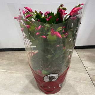 Schlumbergera 'Christmas Cheer'