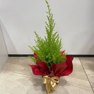 Cyprysik Goldcrest Wilma