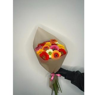 Gerbera 15 szt w opakowaniu