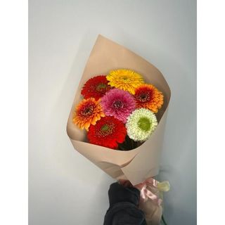 Gerbera 7 szt w opakowaniu