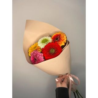 Gerbera 5 szt w opakowaniu