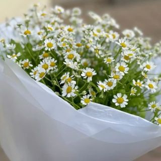 Bukiet n.1  z Rumianku 9 szt