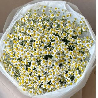 Bukiet n.2 z Rumianku