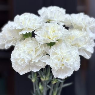 Goździka jednoglowa biała