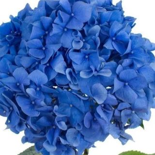 Hortensja  niebieska 