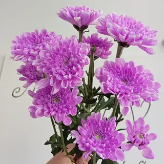 Margaretka różowa (koliorowa)