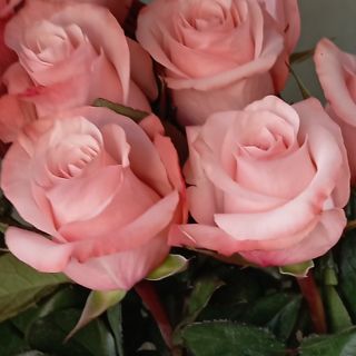 Róża różowa 60 cm