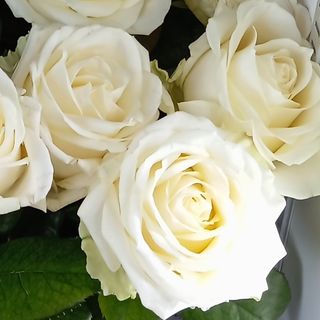 Róża biała 60 cm