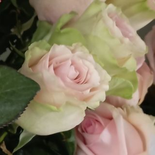 Róża różowa 60 cm