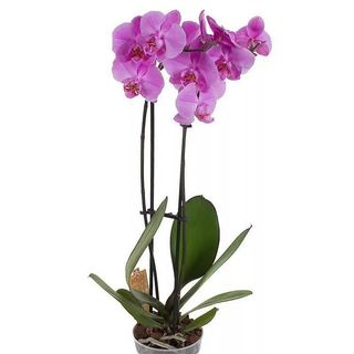 Storczyk fioletowy w doniczce