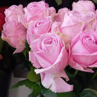 Róża różowa 55 cm
