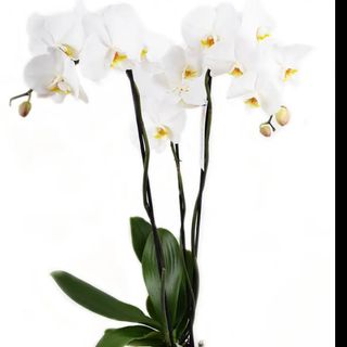 Storczyk biały w doniczce