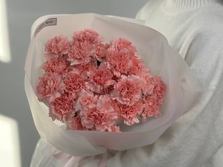 Dianthus Pink