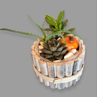 Kompozycja z roślin doniczkowych 02