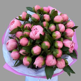 31 peonia 
