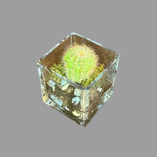 Kompozycja z roślin doniczkowych 7