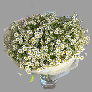 Bukiet z 23 gałązek rumianku