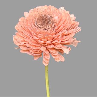 Kwiatek stabilizowany