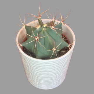 Kaktus w ceramicznej osłonce 03