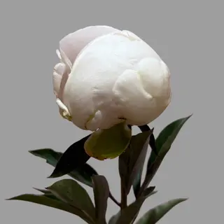 Biała peonia 